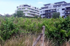 Vinohrady v lete 