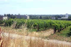 Vinohrady v lete 